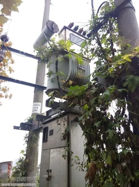 油浸式變壓器周圍全是藤蔓.webp.jpg